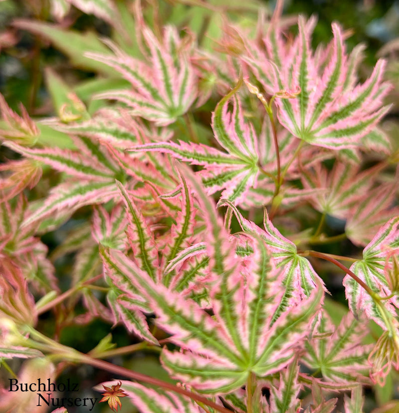 Acer palmatum 'Agape' Area 51 Rare Japanese Maple