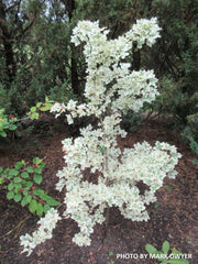 - FOR PICK UP ONLY | Acer campestre 'Carnival' White Variegated Maple | DOES NOT SHIP - Mr Maple │ Buy Japanese Maple Trees