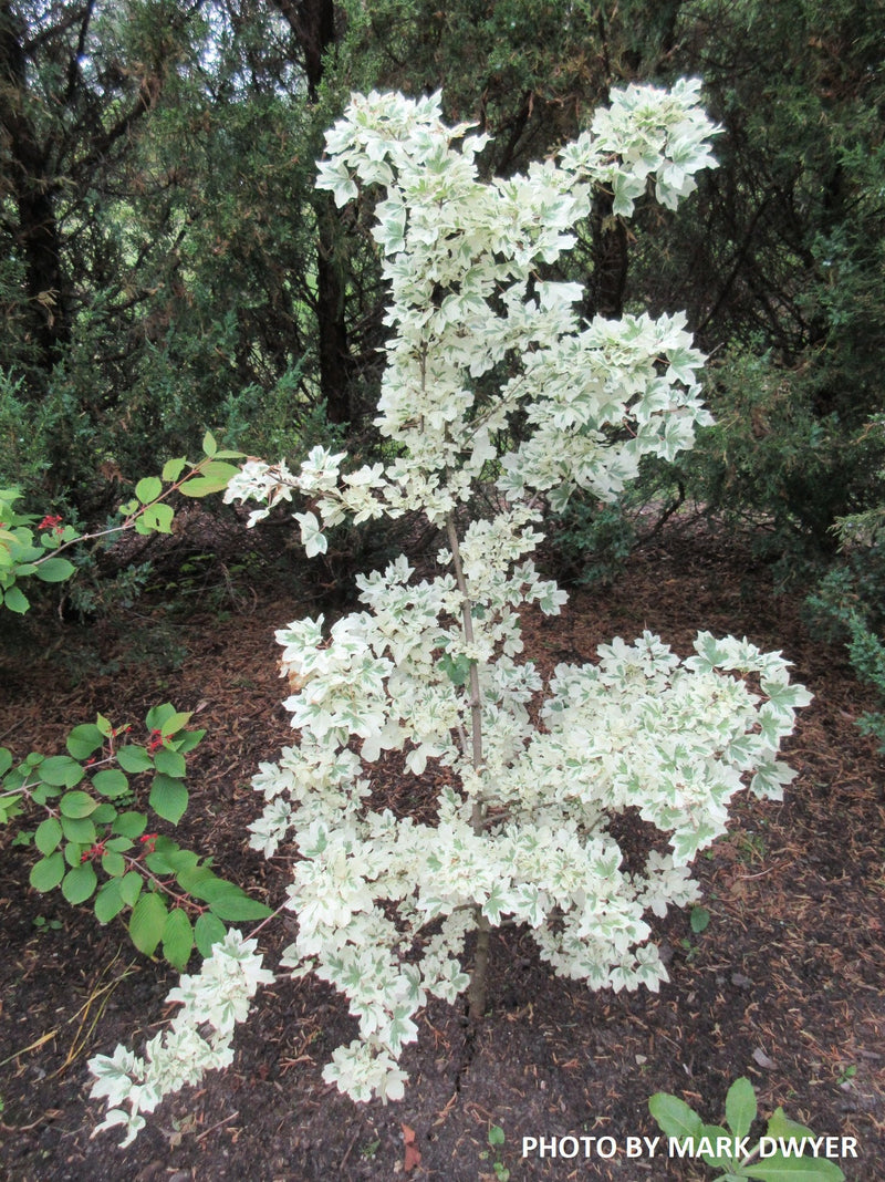 - FOR PICK UP ONLY | Acer campestre 'Carnival' White Variegated Maple | DOES NOT SHIP - Mr Maple │ Buy Japanese Maple Trees