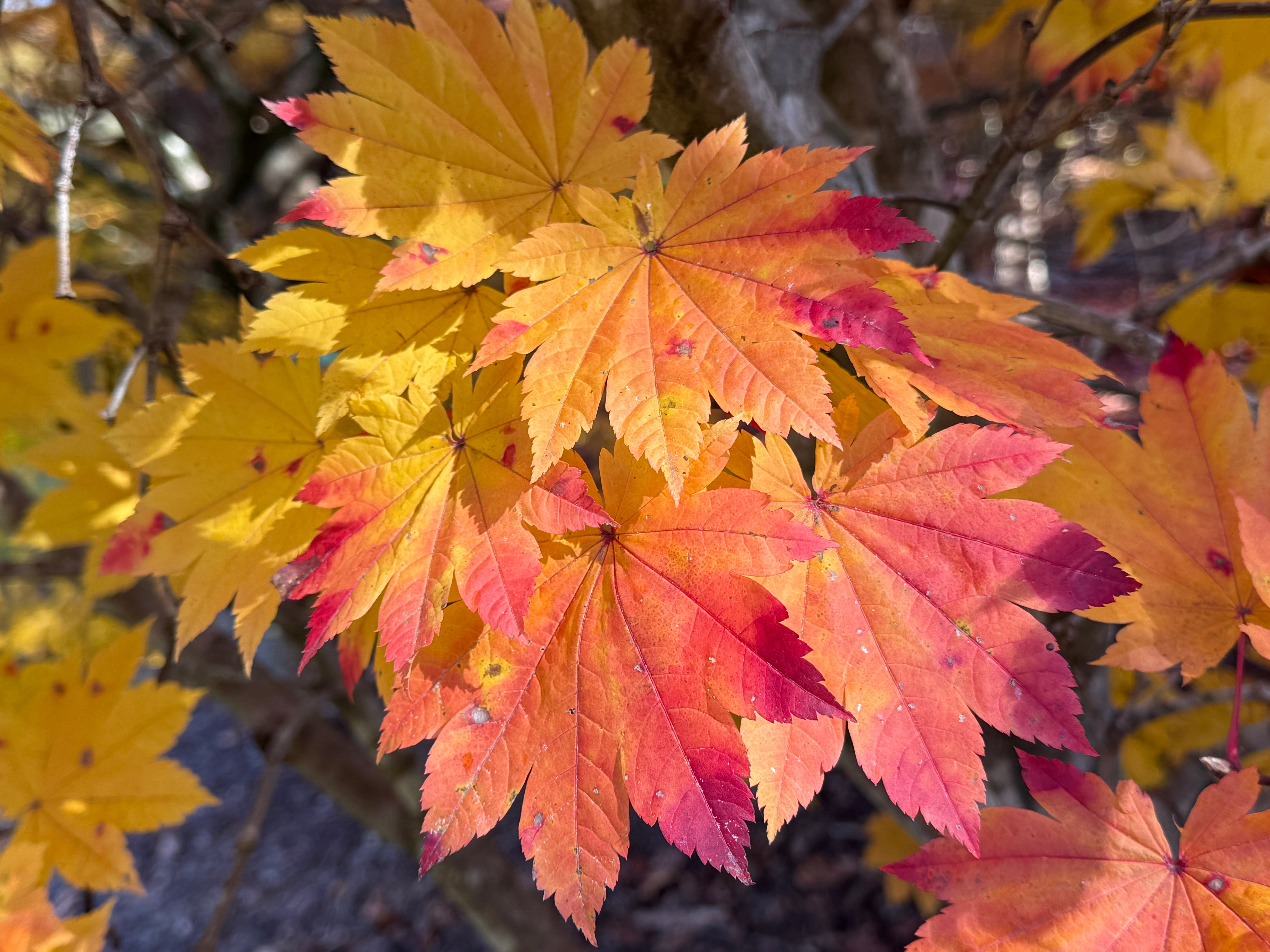☆takwo Buy Acer japonicum 'Taki no gawa' Full Moon Japanese Maple — Mr