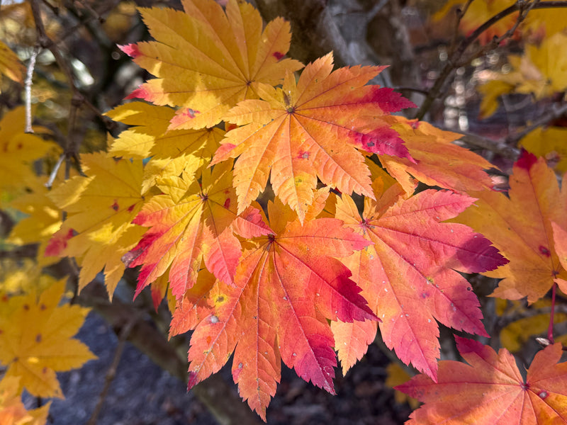 Acer japonicum 'Taki no gawa' Full Moon Japanese Maple