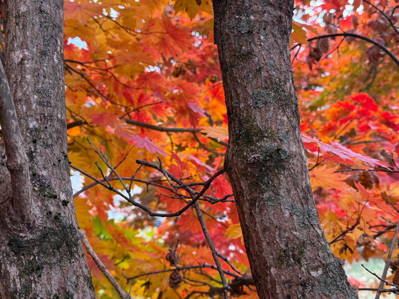 Acer pseudosieboldianum ssp takesimense Ulleung-do Island Maple