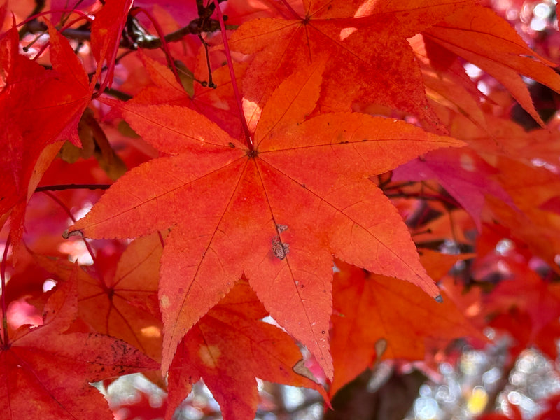 Acer palmatum 'Mon zukushi' Japanese Maple