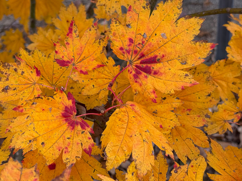 Acer japonicum 'Giant Moon' Full Moon Japanese Maple
