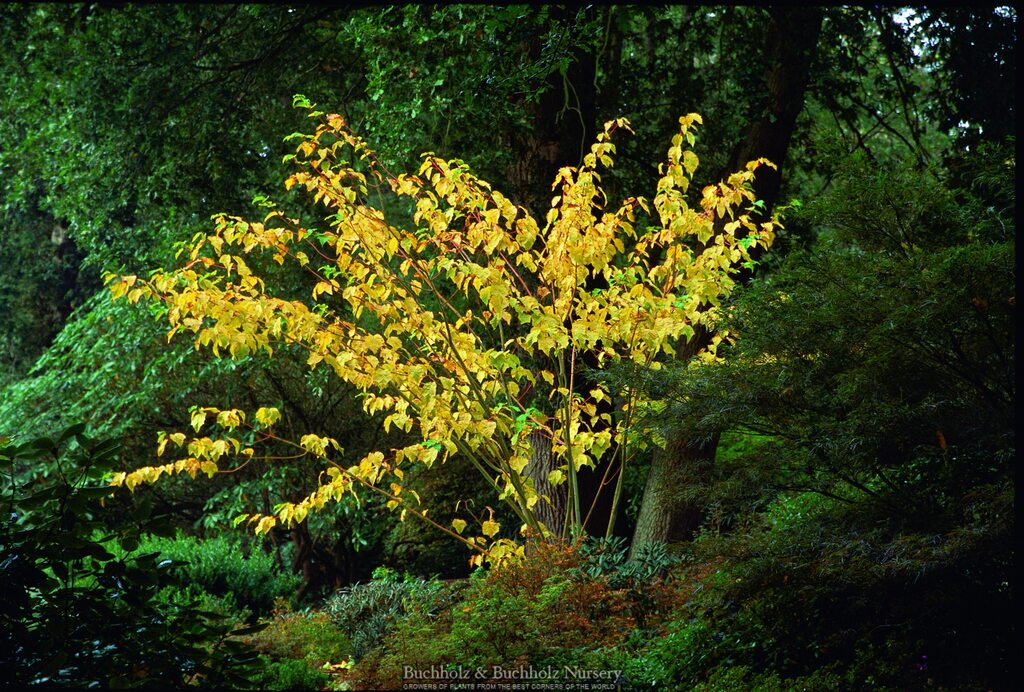 燃える樹 Buy Acer conspicuum x 'Phoenix' Snakebark Japanese Maple — Mr
