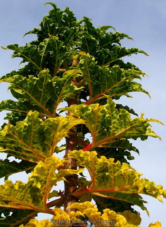 Acer platanoides 'Rezek' Columnar Norway Maple