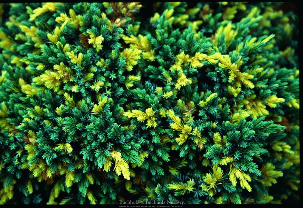 Juniperus squamata ‘Floriant’ Flaky Juniper