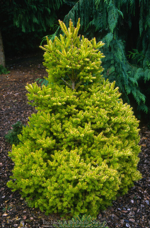 Abies koreana 'Goldener Traum' Dwarf Gold Korean Fir
