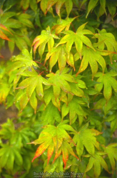 Acer palmatum 'Kokyo' Japanese Maple