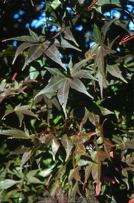 Acer palmatum 'Lozita' Japanese Maple