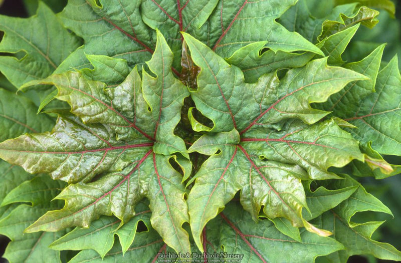Acer platanoides 'Rezek' Columnar Norway Maple