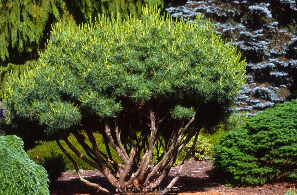 Pinus strobus 'Merrimack' Dwarf Eastern White Pine