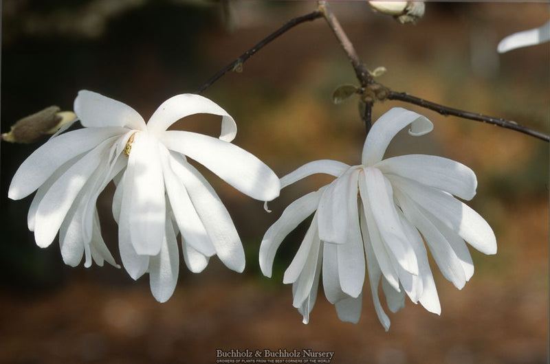 Magnolia × loebneri ‘Royal Star’ White Floweing Magnolia