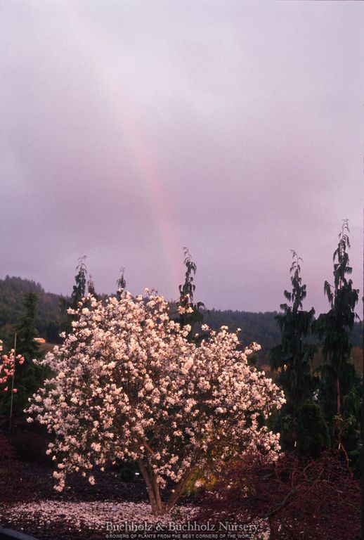 Magnolia × loebneri ‘Royal Star’ White Floweing Magnolia