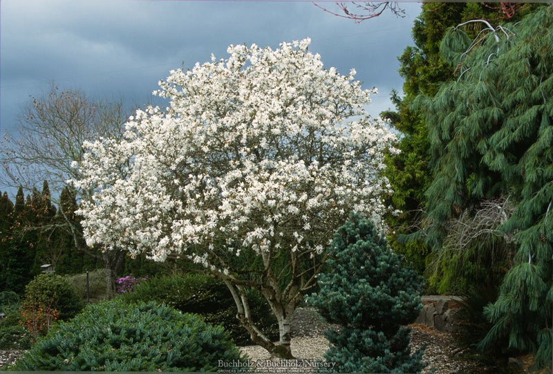 Magnolia × loebneri ‘Royal Star’ White Floweing Magnolia