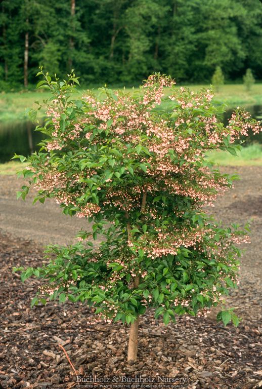 Styrax japonicus 'Pink Chimes' Pink Flowering Japanese Snowbell