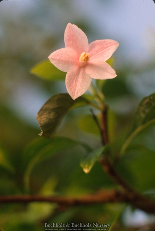 Styrax japonicus 'Pink Chimes' Pink Flowering Japanese Snowbell