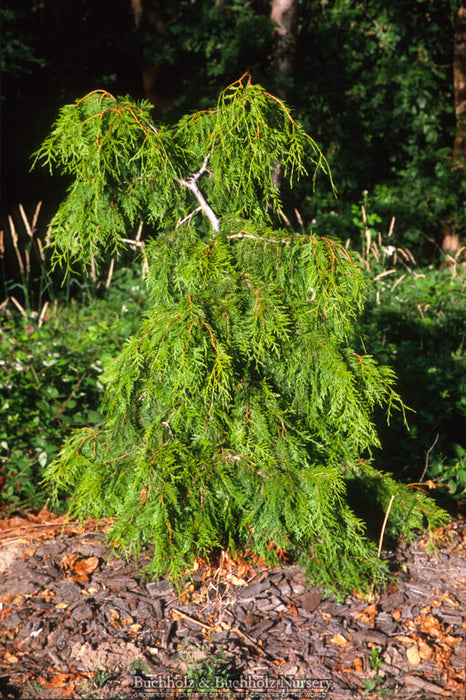 Thuja plicata 'Holly Turner' Dwarf Western Red Cedar