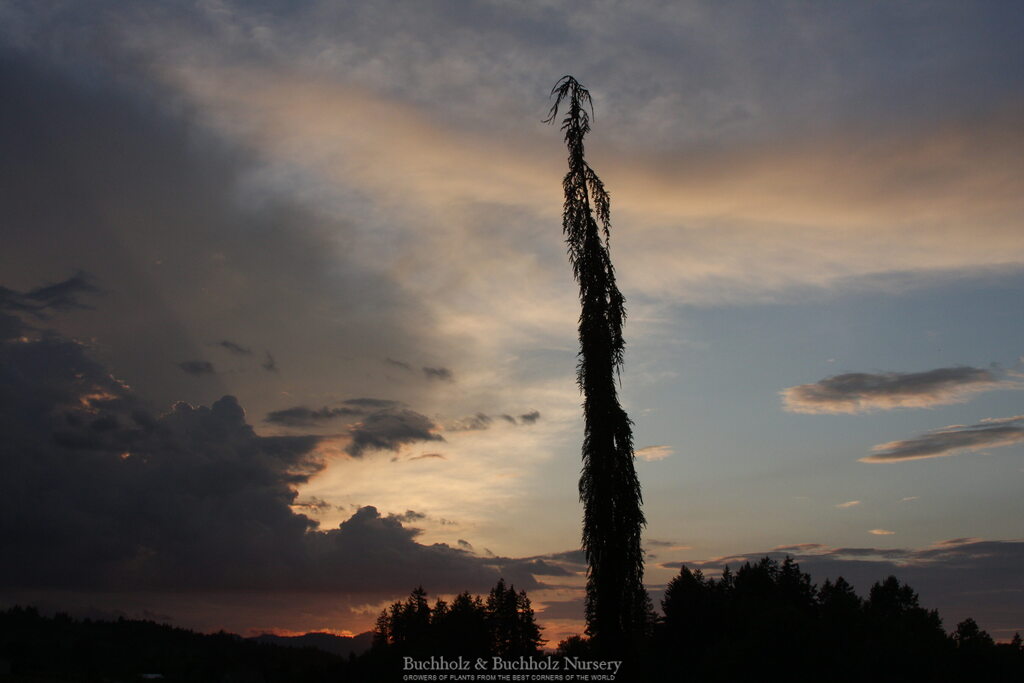 Chamaecyparis nootkatensis 'Van den Akker' Weeping Alaskan Cypress