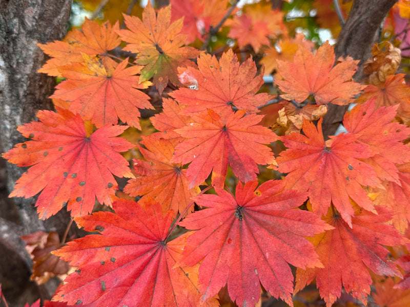 Acer pseudosieboldianum ssp takesimense Ulleung-do Island Maple