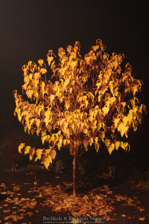 Acer conspicuum x 'Phoenix' Snakebark Japanese Maple