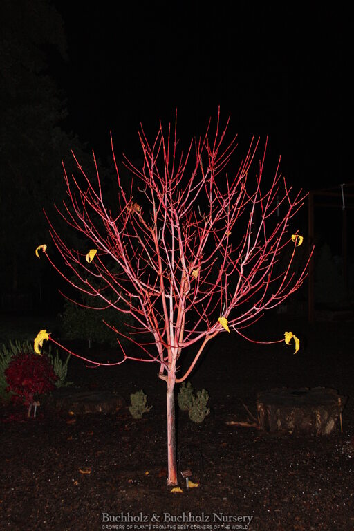 Acer conspicuum x 'Phoenix' Snakebark Japanese Maple