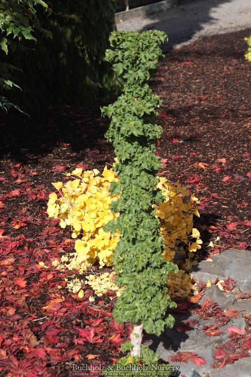 Acer platanoides 'Rezek' Columnar Norway Maple