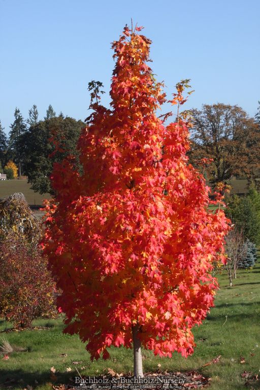 FOR PICKUP ONLY | Acer saccharum Apollo® Barrett Cole Sugar Columnar Maple | DOES NOT SHIP