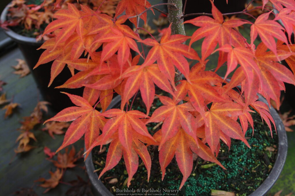 Acer palmatum 'Kokyo' Japanese Maple