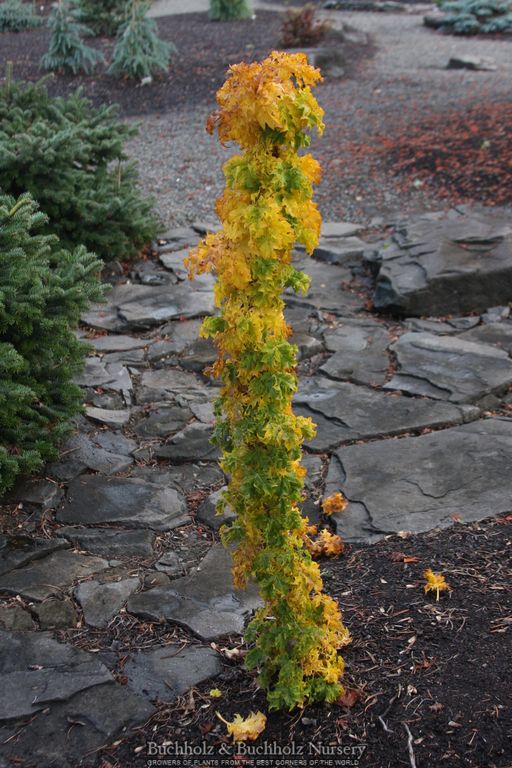 Acer platanoides 'Rezek' Columnar Norway Maple