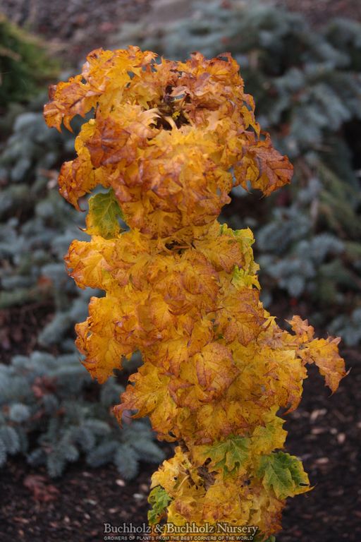 Acer platanoides 'Rezek' Columnar Norway Maple
