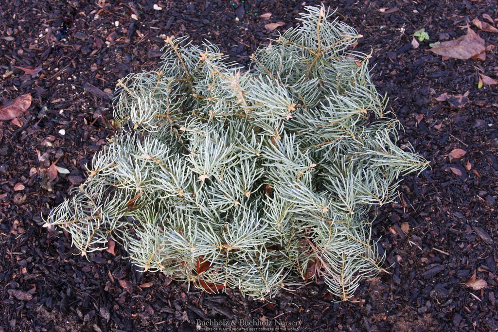 Abies concolor 'Archer's Dwarf' White Fir