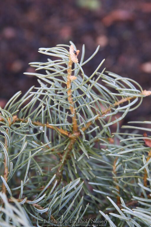 Abies concolor 'Archer's Dwarf' White Fir