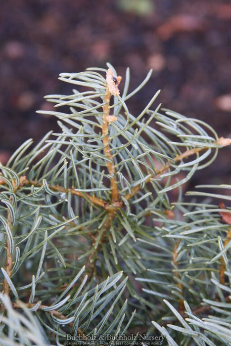 Abies concolor 'Archer's Dwarf' White Fir