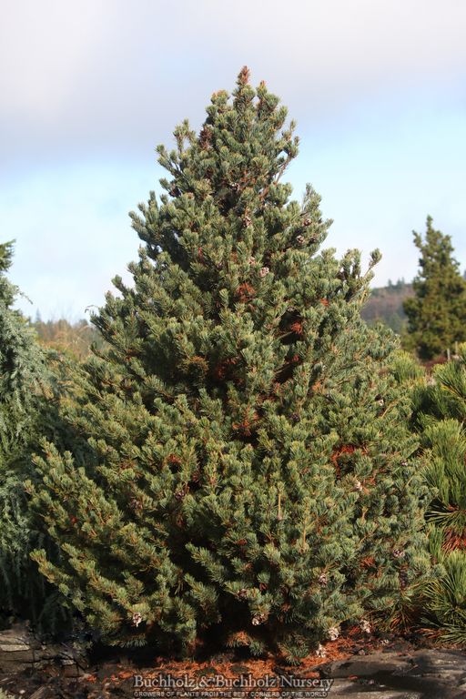 Pinus parviflora 'Shikoku' Japanese White Pine