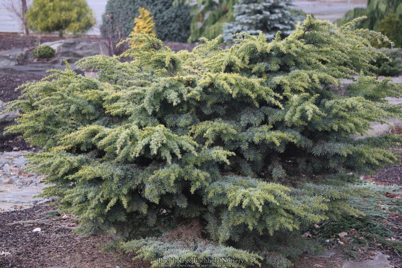 Cedrus atlantica ‘Hillier’s HB' Dwarf Blue Atlas Cedar