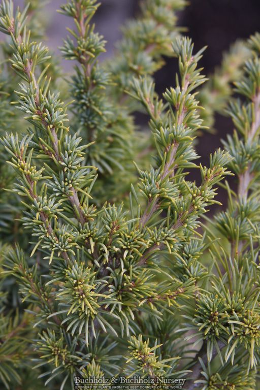 Cedrus atlantica ‘Hillier’s HB' Dwarf Blue Atlas Cedar