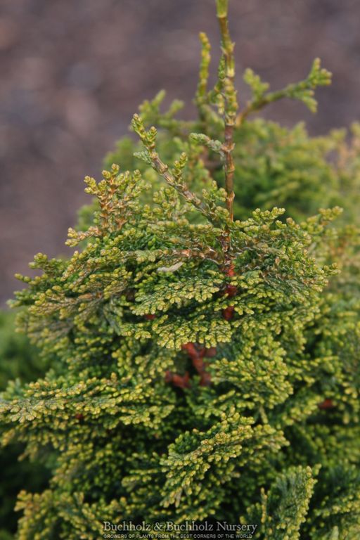 Buy Chamaecyparis obtusa 'Moonshine' Dwarf Golden Hinoki Cypress