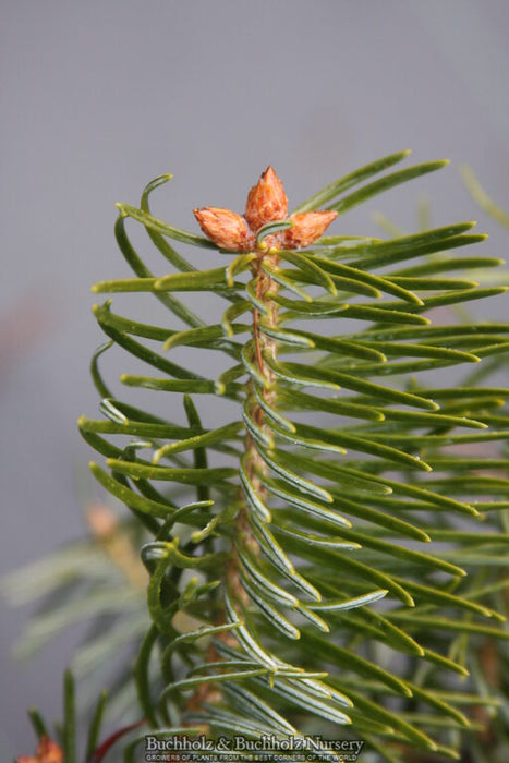 Abies holophylla Manchurian Fir