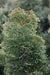 - Chamaecyparis obtusa 'Nana gracilis' Dwarf Hinoki Cypress - Mr Maple │ Buy Japanese Maple Trees