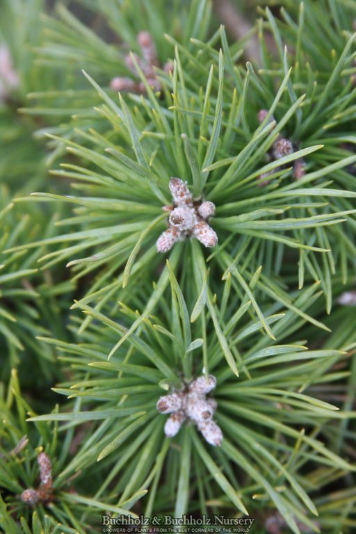 Pinus sylvestris 'Mecek' Dwarf Scots Pine