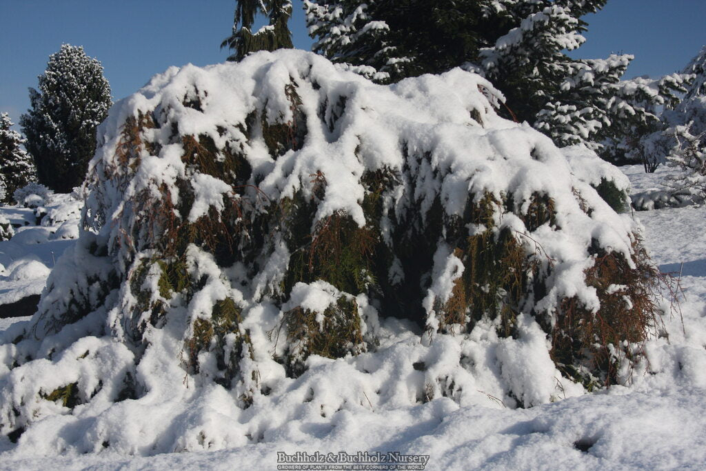 Thuja plicata 'Holly Turner' Dwarf Western Red Cedar