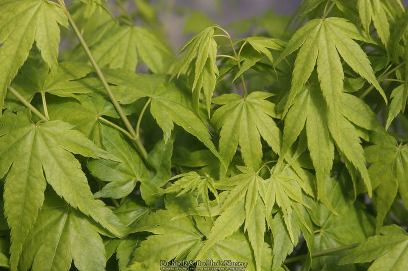 Acer palmatum 'Kawahara no midori' Green Bark Japanese Maple
