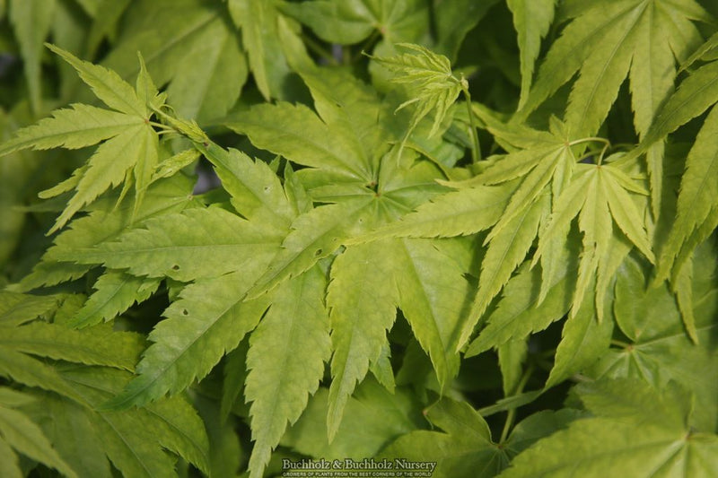 Acer palmatum 'Kawahara no midori' Green Bark Japanese Maple