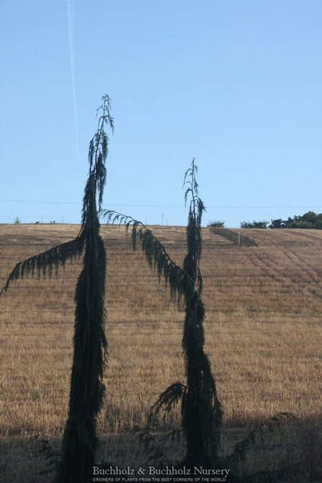 Chamaecyparis nootkatensis 'Van den Akker' Weeping Alaskan Cypress