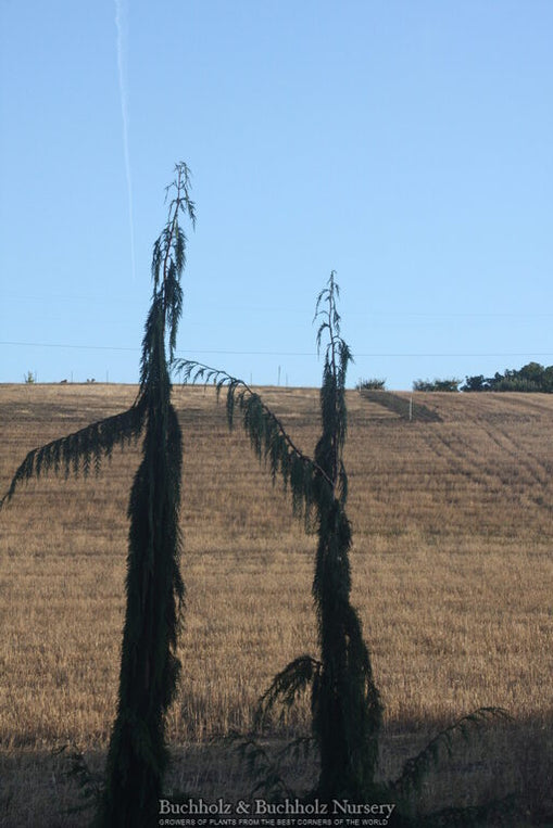 Buy Cupressus Nootkatensis 'Van den Akker' Weeping Alaskan Cypress — Mr ...