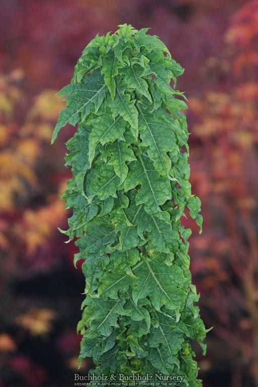 Acer platanoides 'Rezek' Columnar Norway Maple