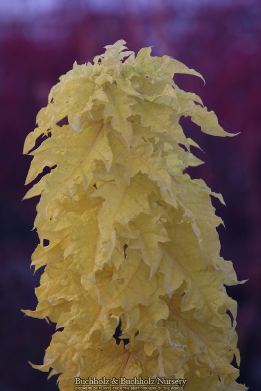 Acer platanoides 'Rezek' Columnar Norway Maple