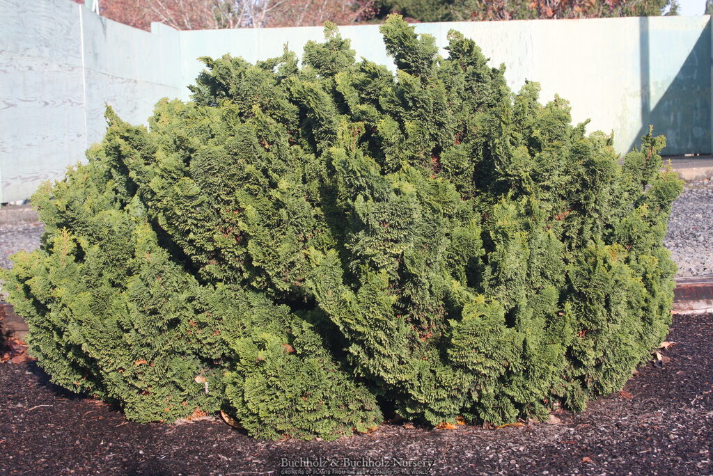 - Chamaecyparis obtusa 'Nana gracilis' Dwarf Hinoki Cypress - Mr Maple │ Buy Japanese Maple Trees