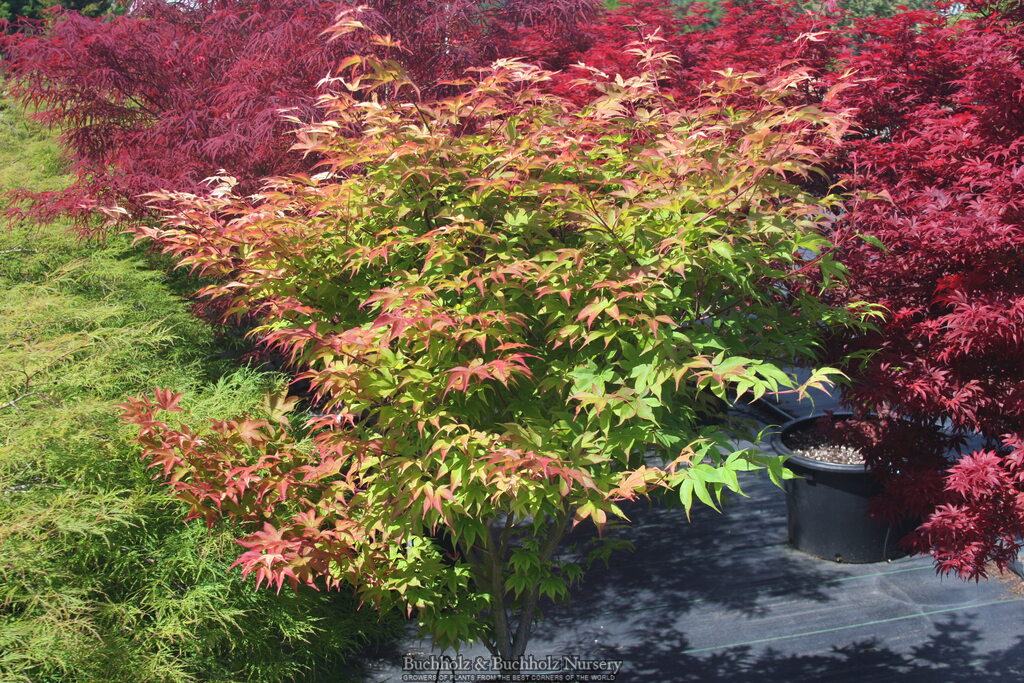 Acer palmatum 'Kokyo' Japanese Maple